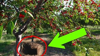 ДАХШАТ ГИЛОС ДАРАХТИ ТАГИДАН ЧИҚҚАН....  ҚЎРҚИНЧЛИ ВОҚЕЯ