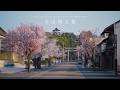 【まち歩き】国宝 犬山城周辺の桜を求めて歩いた日。レトロなレンズ越しに眺める春の彩。【愛知・岐阜】