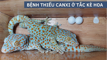 Trị Bệnh Thành Công, Tắc Kè Đã Đẻ Trứng Bình Thường - Sick Tokay Gecko
