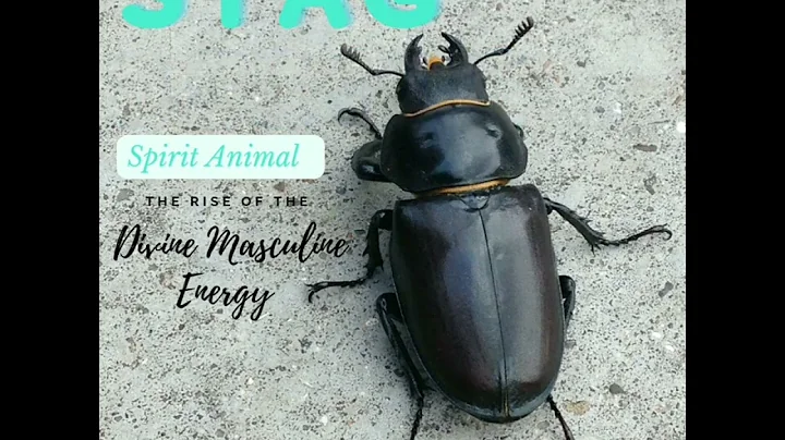 Le scarabée cerf: symbole spirituel de transformation
