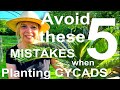 Tropical gardens uk  5 mistakes to avoid when planting exotic sago palms cycads  cycas revoluta