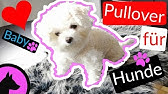 Doggy Sweater Nahanleitung Hundepulli Massschnitt Fur Alle Hunde Youtube