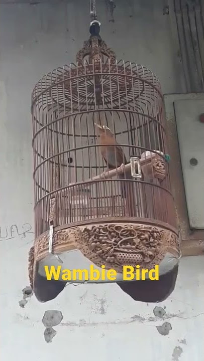 Wambie Bird #Short