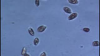 RCC5633 - Rhodomonas sp.