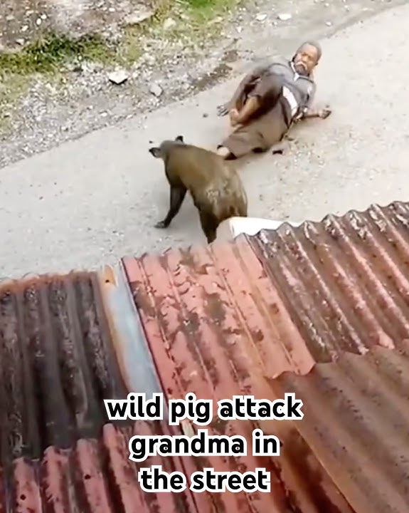wild pig attack grandma in the street #shortvideo #shortsfeed #subscribe #shorts #trending #views