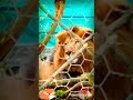 bannerughatta zoo