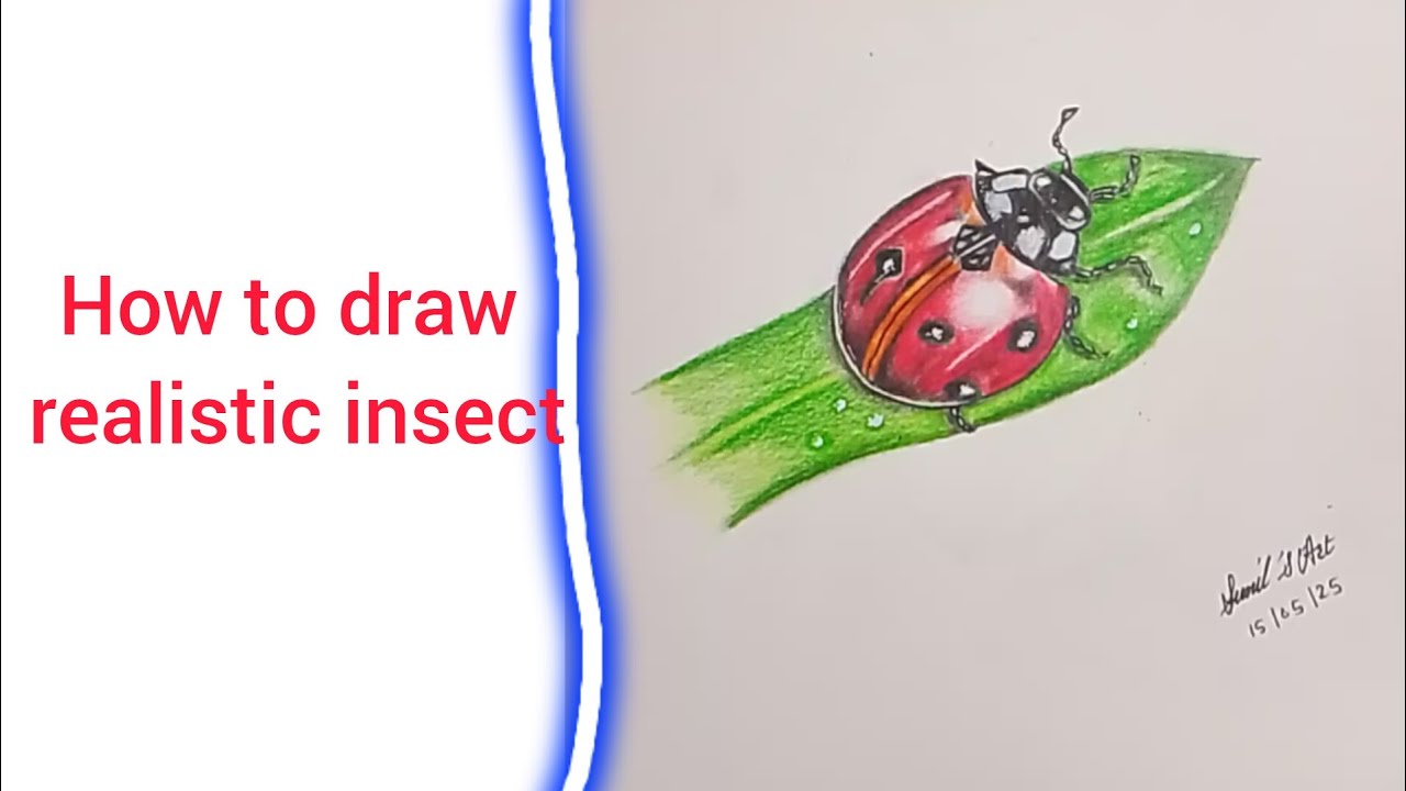 How to draw an insect | easy drawing with colour pencils| so realistic ...