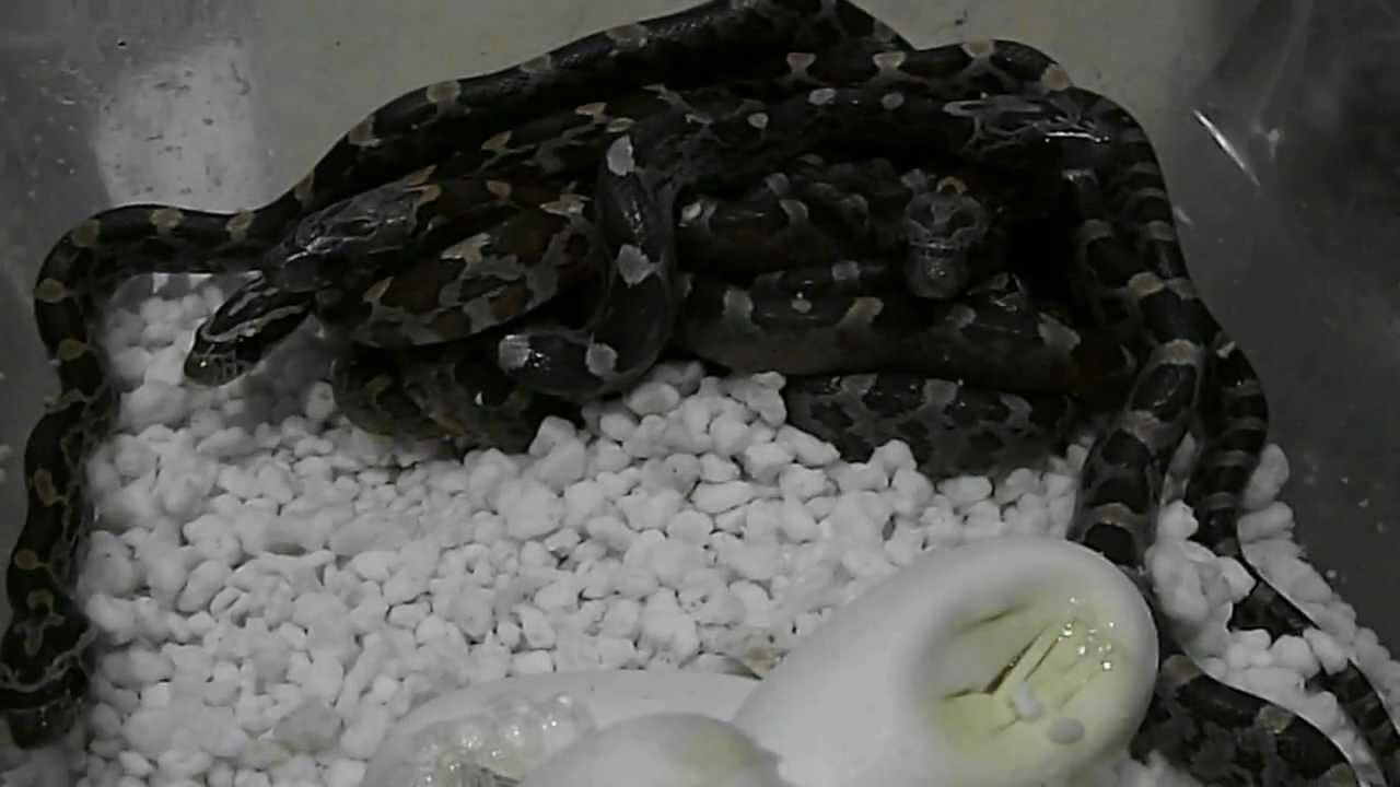 Corn snake hatchlings coming out of their eggs - YouTube