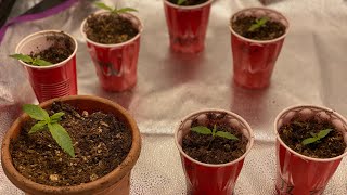 How to plant your cannabis seeds, and more!