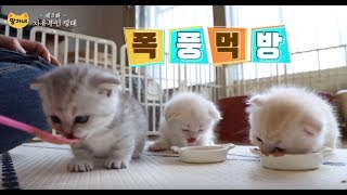 심장폭행 고양이 망태네 3화 - 자유부인 망태 screenshot 1