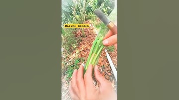 Grafting Mango Trees || grafting fruit plants || #plant_grafting_ideas