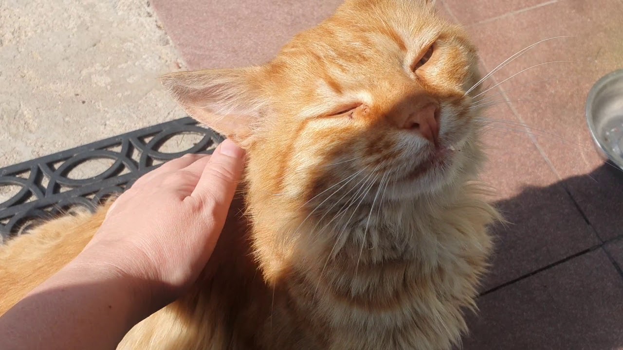 Котоблог дзен