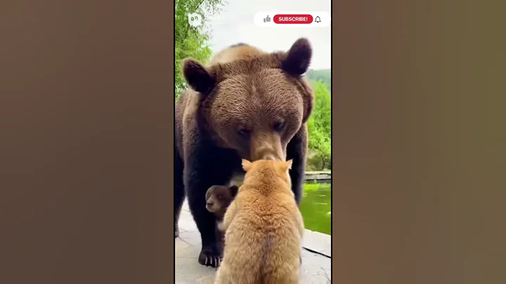 Video 11884511: british shorthair golden cat, cat british shorthair playing