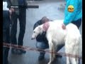 Битва за собаку. Экстренный вызов 112. РЕН ТВ