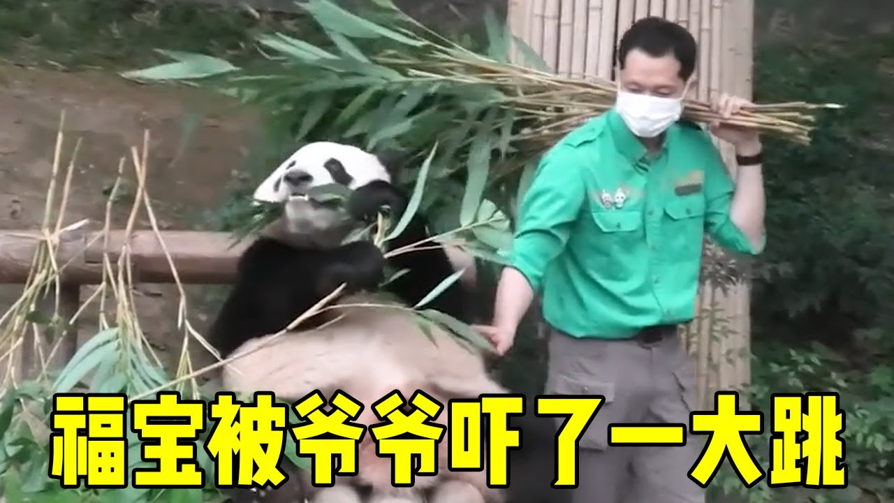 爷爷从福宝身后走过，给福宝吓了一大跳，手里竹子都被吓得扔了【牧场时间】