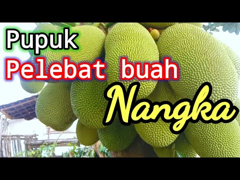 Sekreto para Mamunga ang Langka: Putulin ang Main Branch?  + Backyard Pig Farming in the Philippines