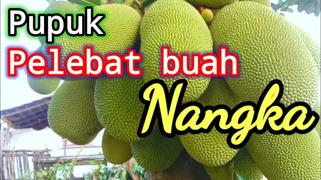 Cara agar pohon nangka berbuah lebat dengan ubi jalar