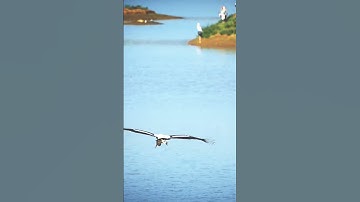 Elegance in motion! Painted stork