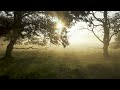 Japanese Forest Sunlight 🌿 Komorebi Calm Ambience for Relaxation, Meditation &amp; Sleep