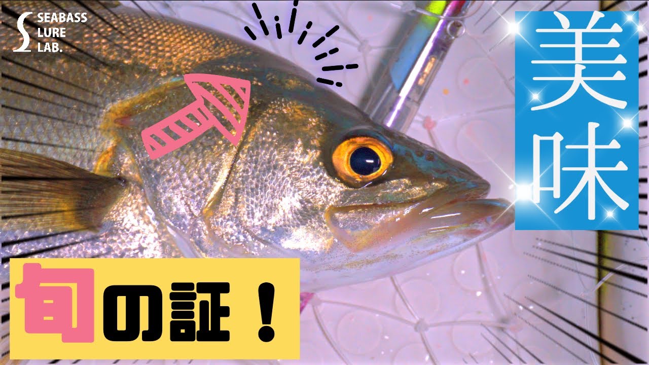 釣行】旬の夏シーバスを釣って、美味しくいただくために大切なこと