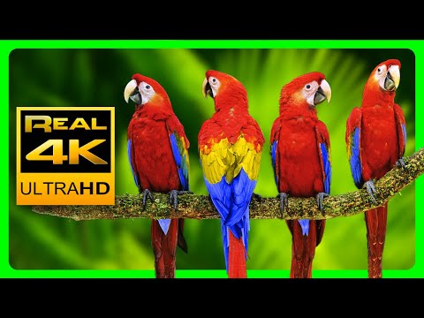 Видео: Разноцветные попугаи ара в 4K 🐦Красивые птицы и расслабляющие лесные звуки. 4K UHD TV