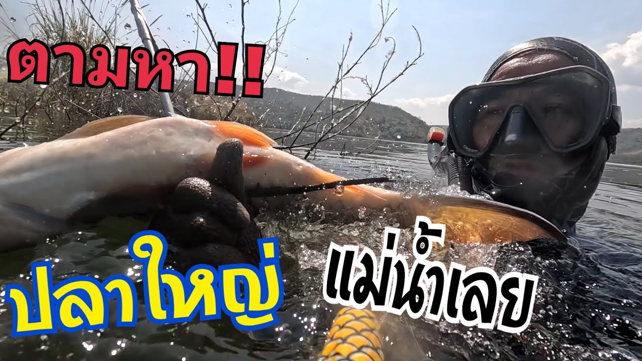 ตามหาปลากระสูบยักษ์แม่น้ำเลย ตามรอยปลาชะโด