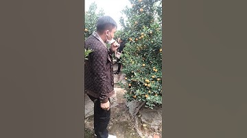 Văn Giang Đón Khách Về Thăm Quất Cảnh Tết 2022 Đông vui như hội ,