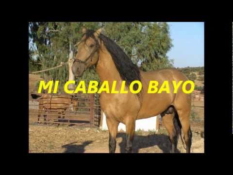 CHAMAME MI CABALLO BAYO TONY GAMARRA.wmv