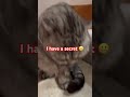 I have a secret! 🤫 #shorts #viral #cute #cat #cutecat