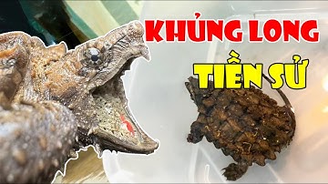 Vlog #22 | Đập Hộp Rùa Cá Sấu Aligator Siêu Hung Dữ  | Unbox Aligator Snapping Turtle