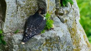 Great Spirit Bluff Falcons ~ *Carson Cuteness*  Hanging Out On The Ledge 6.28.19