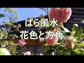 ばら風水 　ばらの効果（花色と方角）