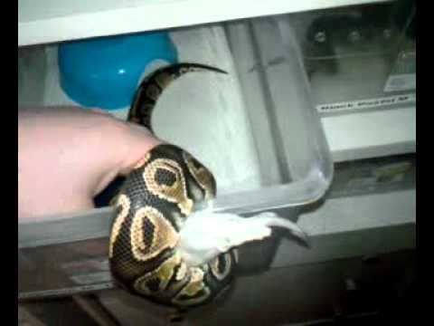 Phantom Ball Python Feeding