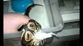 Phantom Ball Python Feeding
