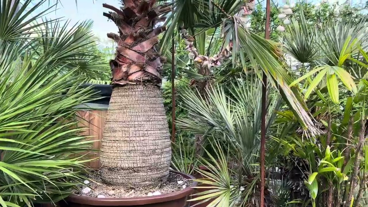 Palmy Jarka (Lębork)