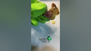 🐍 Good Egg Gone Bad 🧪