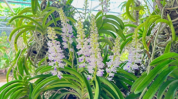 Lan Rừng - ngày 25-11-2025 ll thanh lý giá rẻ ll