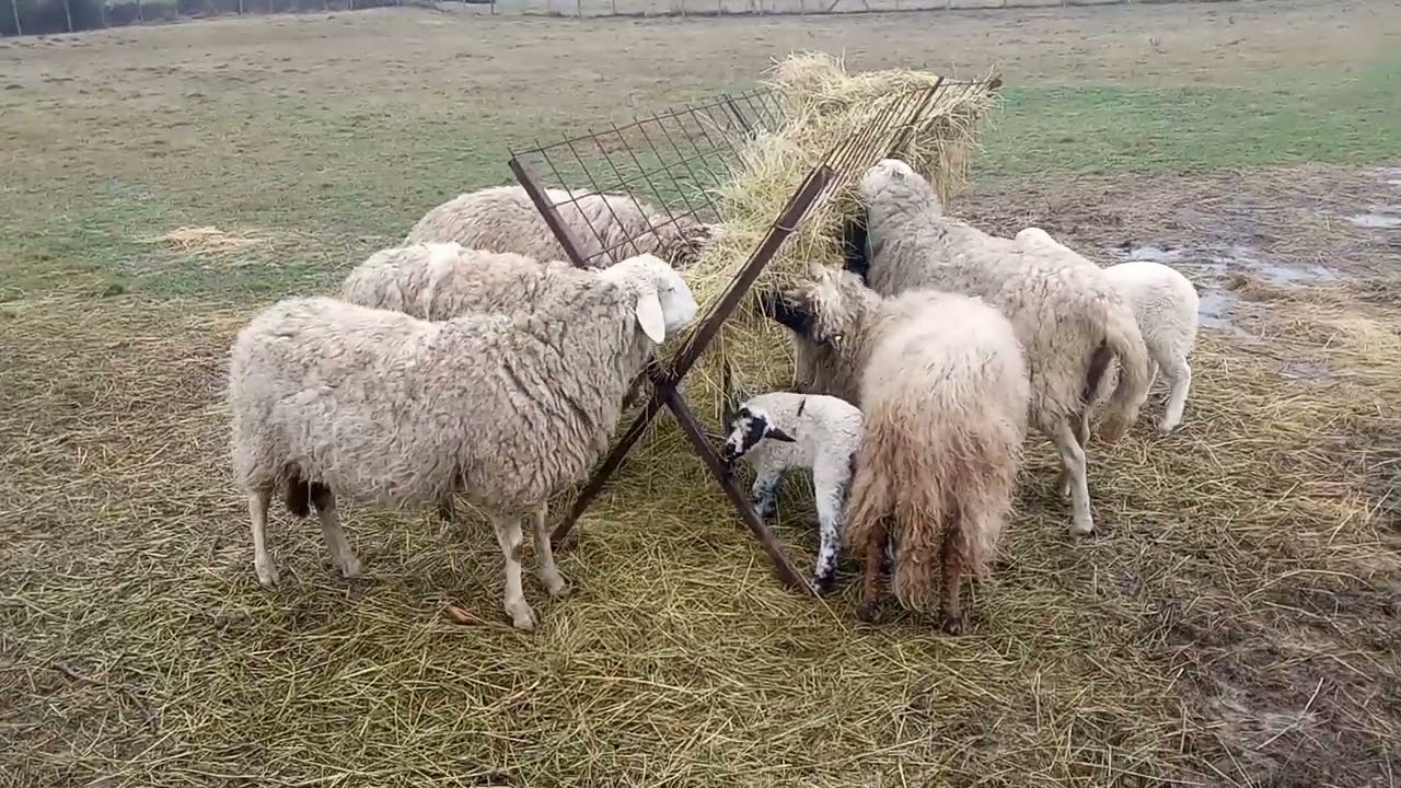 PROBLEM SA OVCOM I JAGNJETOM 🤔 Dolazak veterinara u 22:00H!