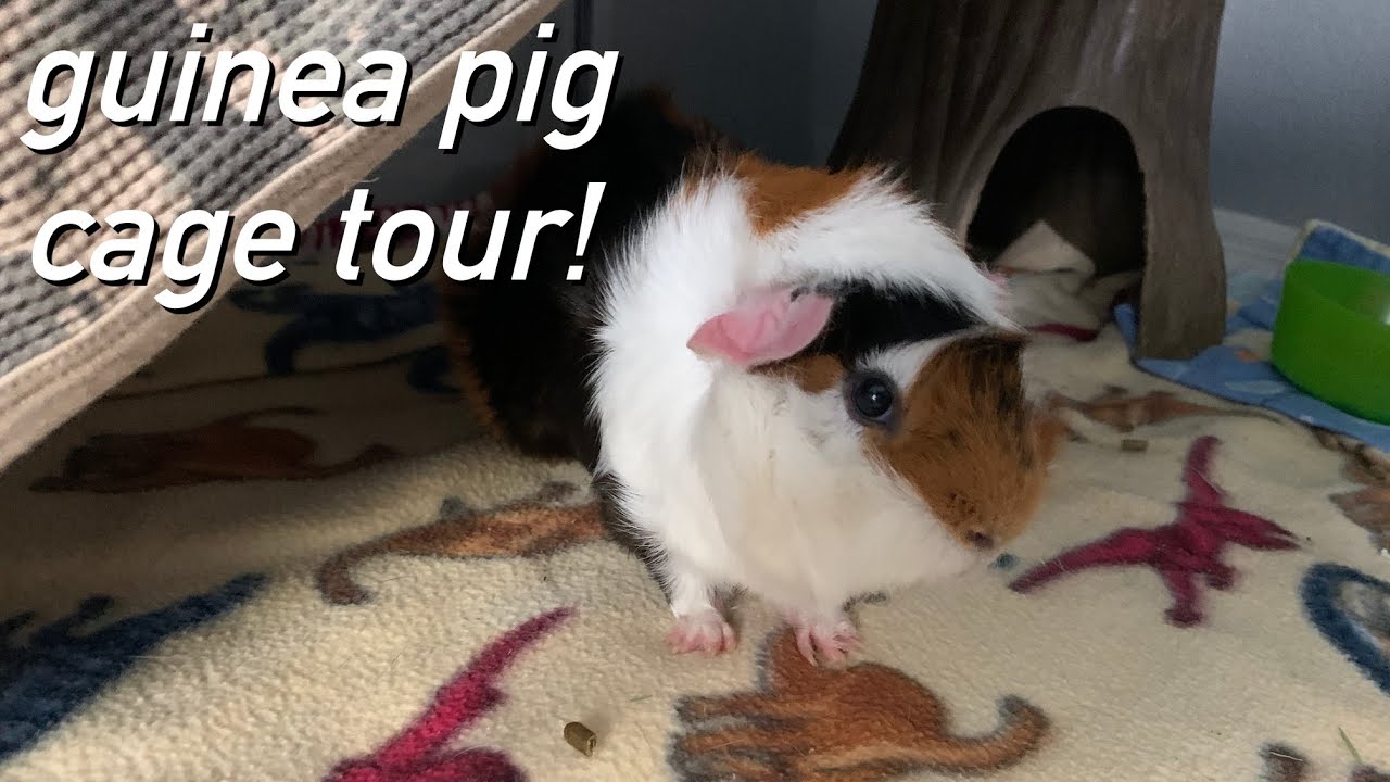 GUINEA PIG C&C CAGE TOUR what my guinea pig setup is like! YouTube