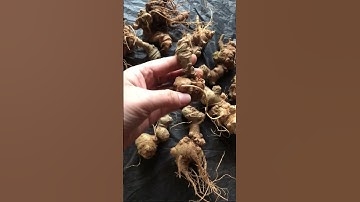 5lạng củ sâm Ngọc linh ngủ đông cắt lá ghép bình ngâm rượu và mật ong rất tốt gọi 0377965679 nhé