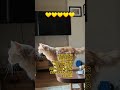 she is now a cat🥲