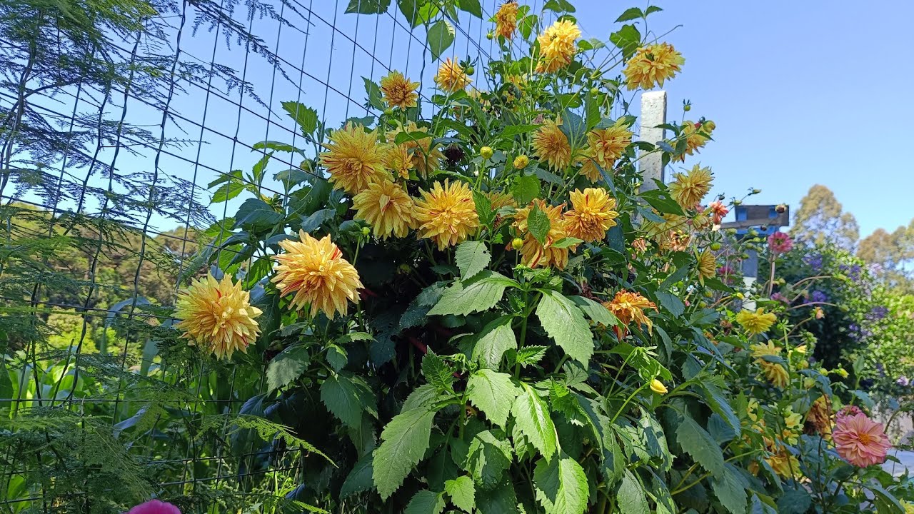 Tô encantada com as flores do meu jardim!