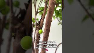 #uvas #nature #familia #pabuena #patios
