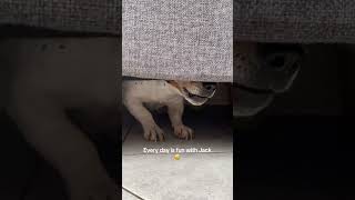 Every Day Is A Fun Day With Jack