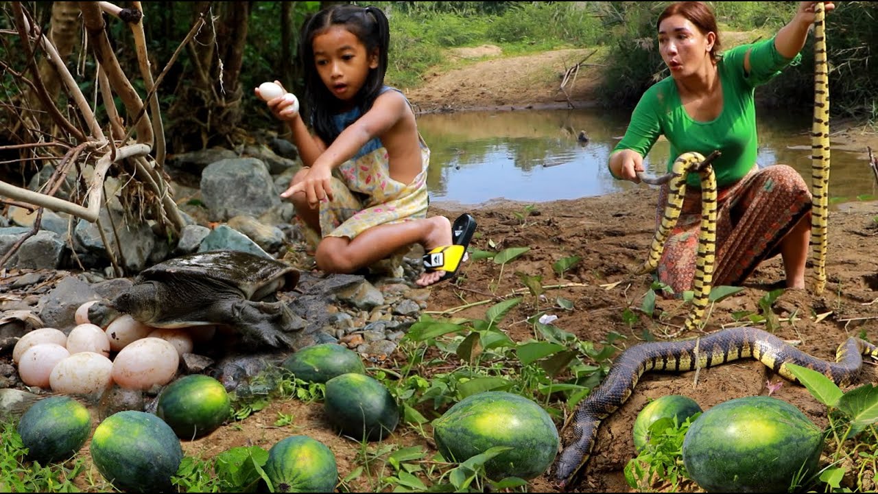 Catch big snake and pick egg turtle- Boiled snake soup for tasty ...