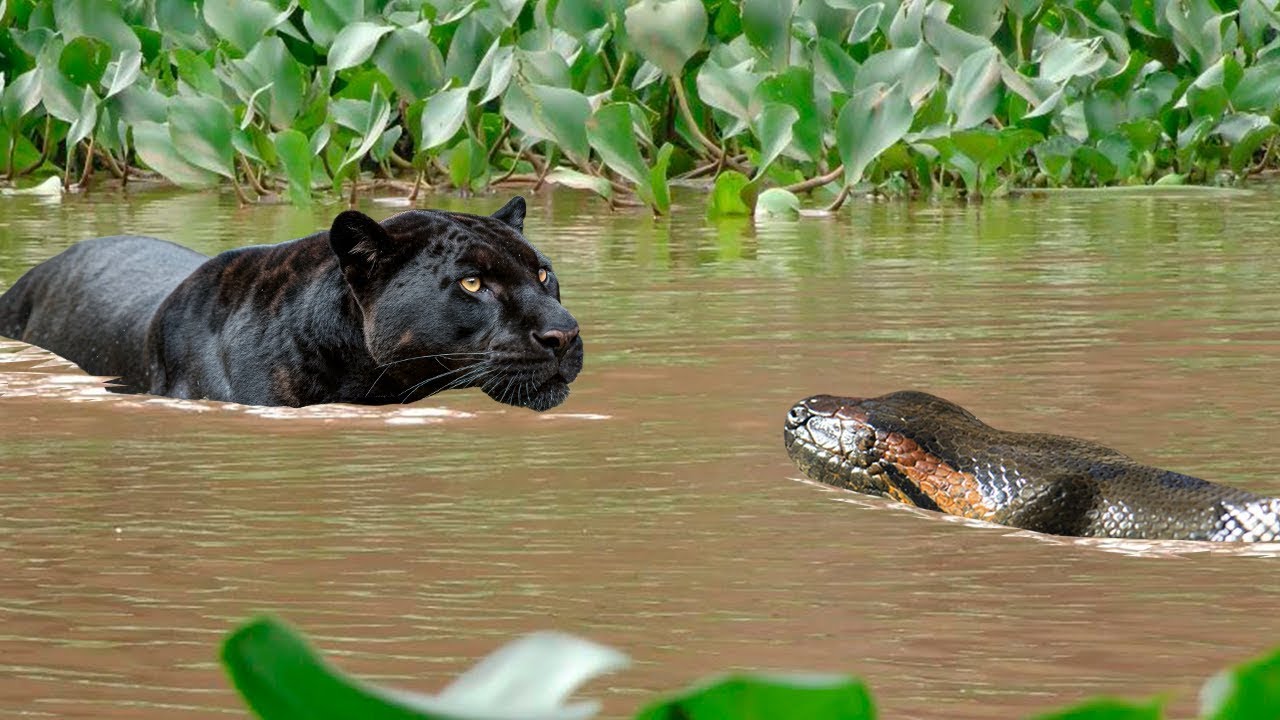 Black jaguar kills an anaconda without mercy in the Amazon rainforest