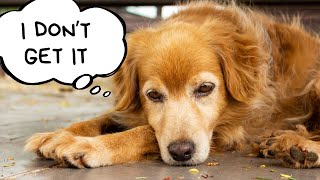 How To Say Sorry To Your Dog (So They Actually Understand)