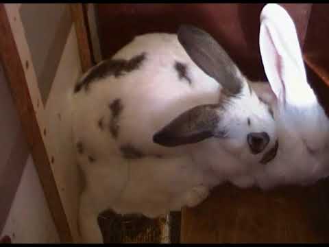 ბოცვერი \"ადიდასას\" შეჯვაება!  19/12/19