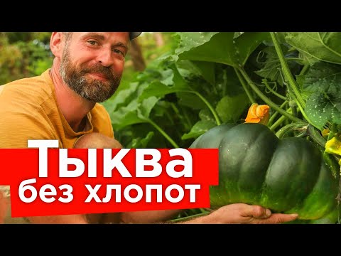 ОГРОМНЫЙ УРОЖАЙ ТЫКВЫ БЕЗ ПОДКОРМОК И ПОЛИВОВ! Как вырастить сладкие и крупные тыквы без ухода