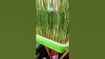 how to grow wheatgrass without soil | hydroponic Wheatgrass at home #gardening #wheatgrass #detox